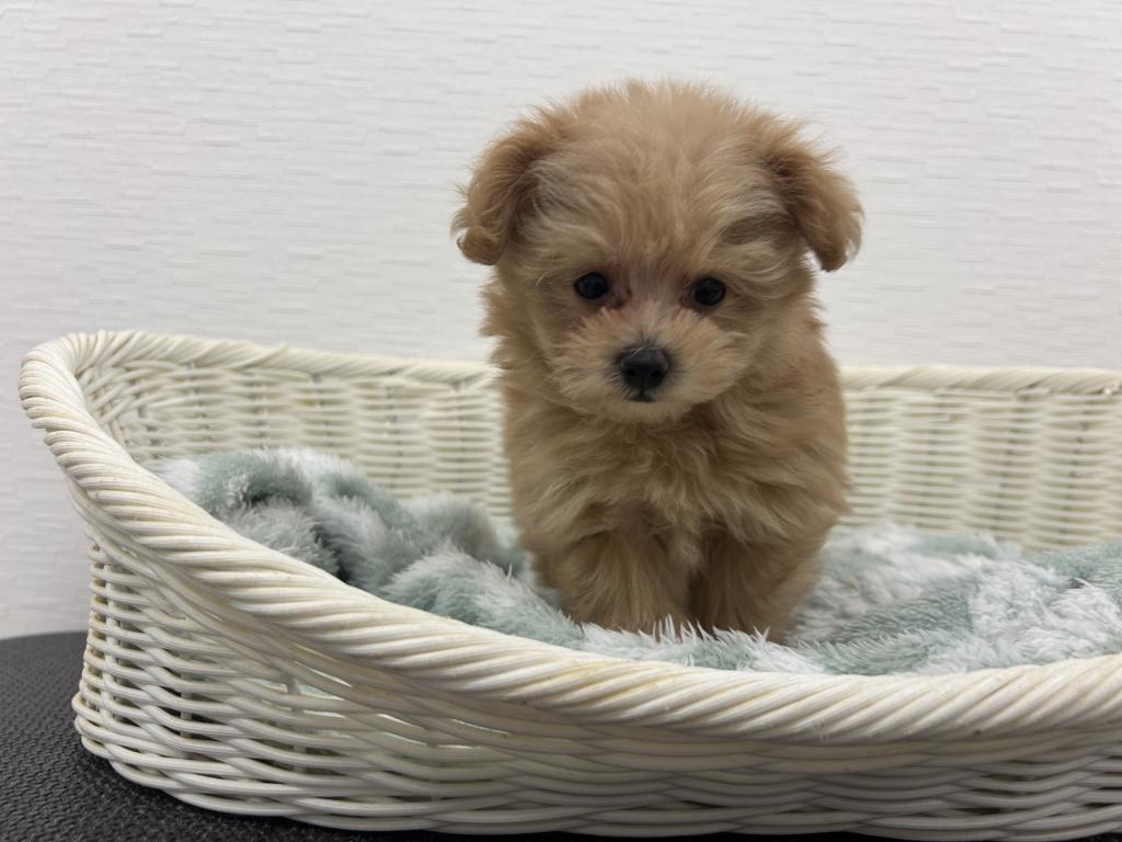 埼玉県のポメプー(ポメラニアン×プードル) (OneBuddy宮代店/2026年1月31日生まれ/女の子/クリーム)の子犬