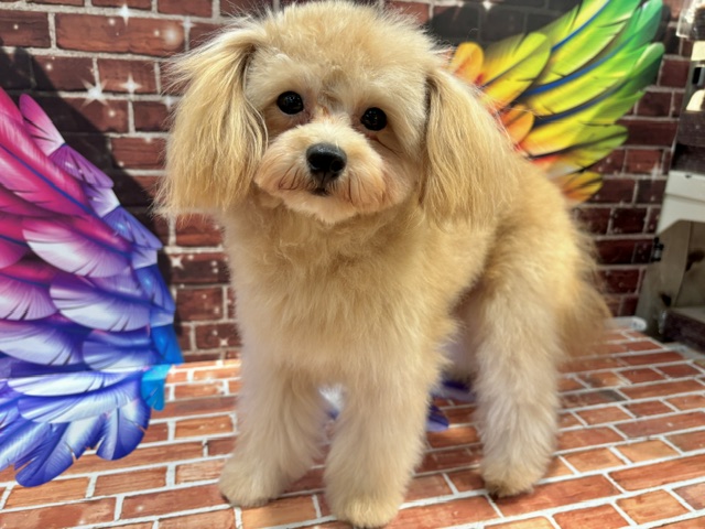 栃木県のハーフ犬・ミックス犬 (ペッツワン小山店/2026年1月31日生まれ/女の子/クリーム)の子犬の1枚目の画像