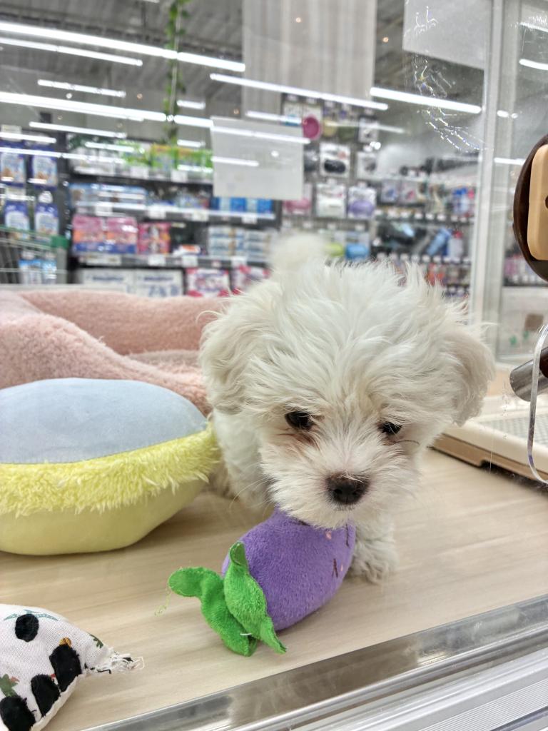 北海道のマルチーズ (ジャパンペッツトレーディング釧路店/2026年1月10日生まれ/男の子/ホワイト)の子犬