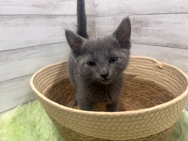 茨城県のロシアンブルー (OneBuddyトモニーつくば店/2026年1月8日生まれ/女の子/ブルー)の子猫