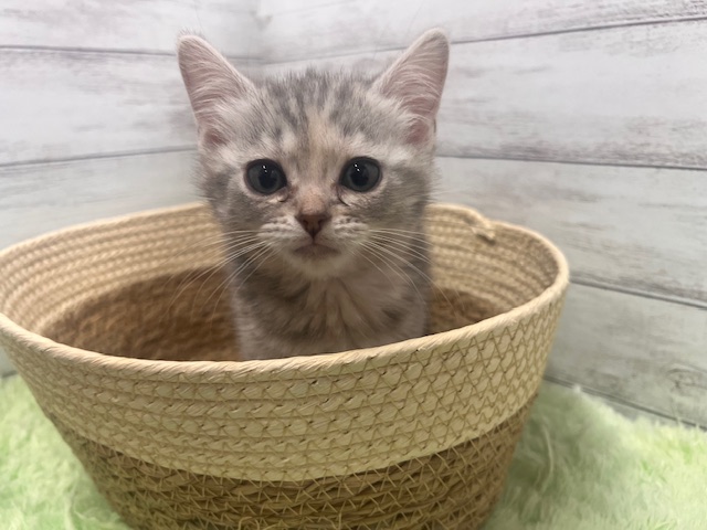 茨城県のマンチカン (OneBuddyトモニーつくば店/2026年1月10日生まれ/女の子/シルバータビー)の子猫の1枚目の画像