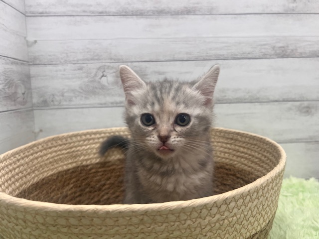 茨城県のマンチカン (OneBuddyトモニーつくば店/2026年1月10日生まれ/女の子/シルバータビー)の子猫の2枚目の画像