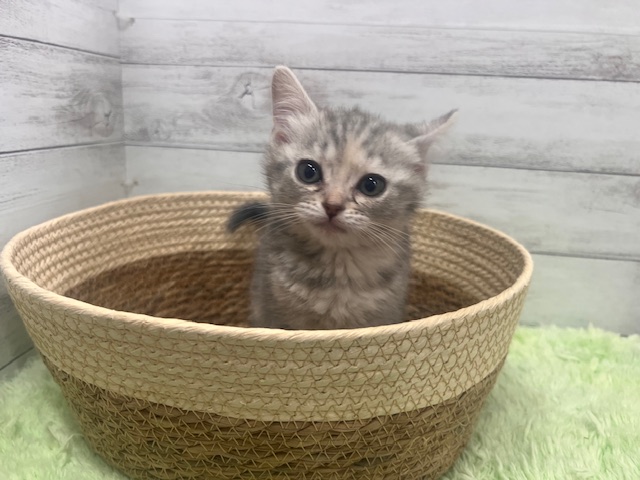 茨城県のマンチカン (OneBuddyトモニーつくば店/2026年1月10日生まれ/女の子/シルバータビー)の子猫の3枚目の画像