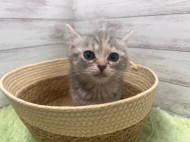 茨城県のマンチカン (OneBuddyトモニーつくば店/2026年1月10日生まれ/女の子/シルバータビー)の子猫の4枚目の画像