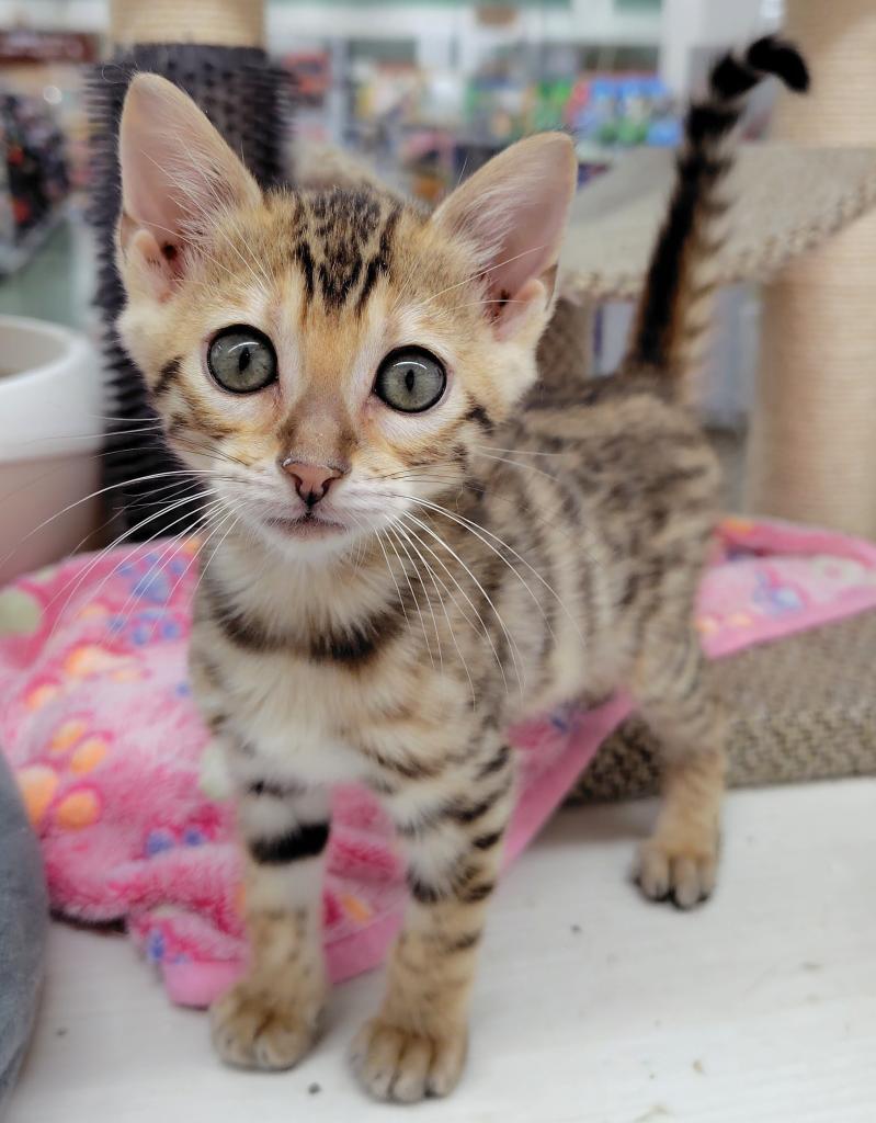 茨城県のベンガル (OneBuddyトモニー水戸店/2026年1月16日生まれ/女の子/ブラウンスポットタビー)の子猫
