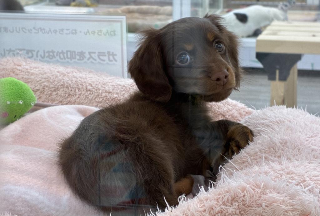 北海道のミニチュアダックスフンド(ロング) (ジャパンペッツトレーディング釧路店/2026年1月17日生まれ/男の子/チョコレートタン)の子犬