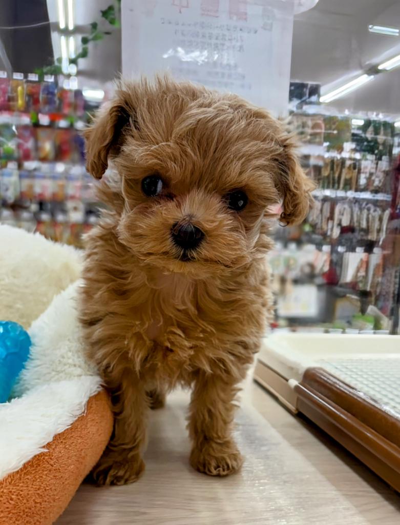 北海道のマルプー(マルチーズ×プードル) (ジャパンペッツトレーディング屯田店/2026年1月8日生まれ/女の子/その他色)の子犬の1枚目の画像