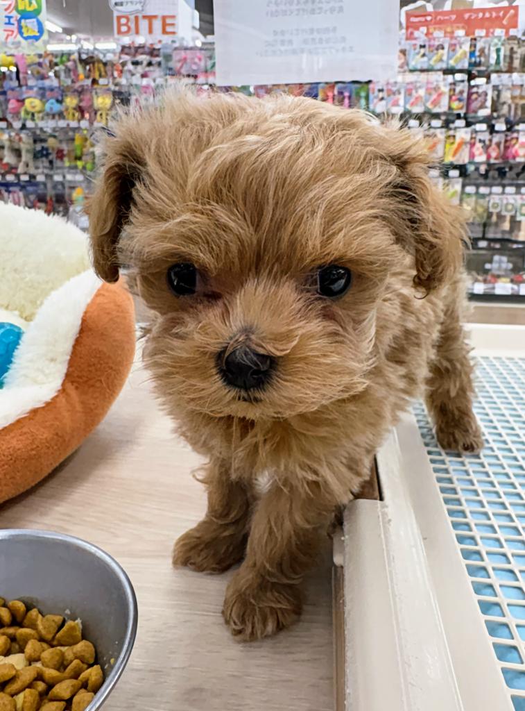 北海道のマルプー(マルチーズ×プードル) (ジャパンペッツトレーディング屯田店/2026年1月8日生まれ/女の子/その他色)の子犬の2枚目の画像