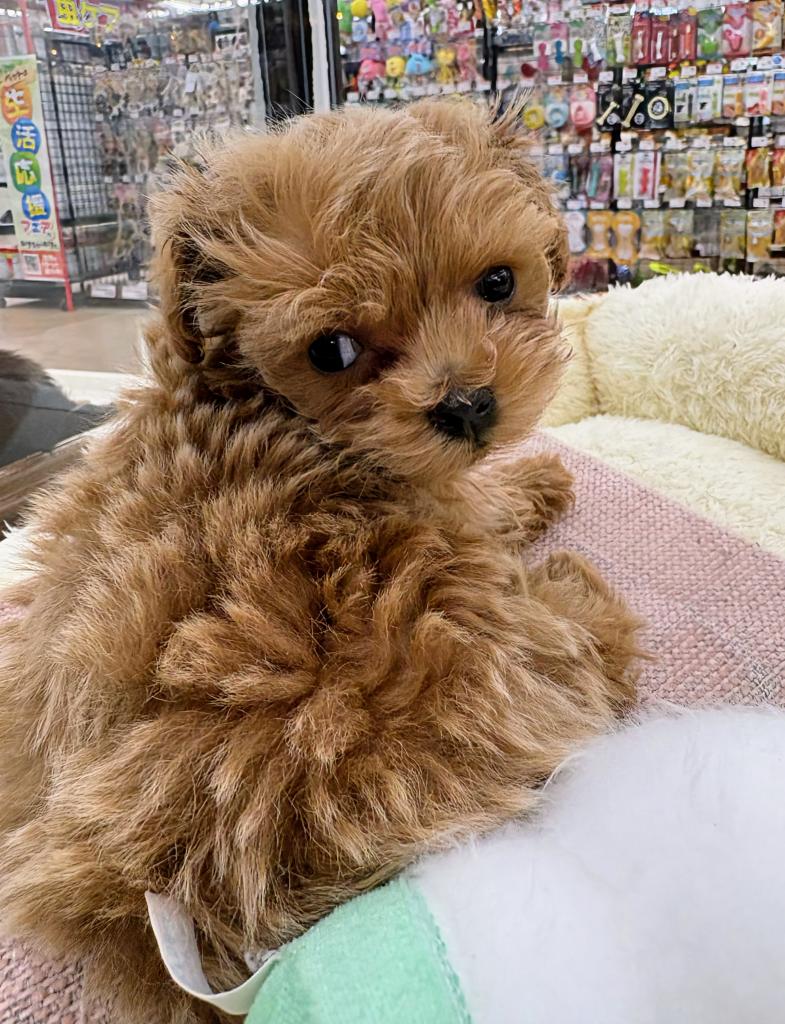 北海道のマルプー(マルチーズ×プードル) (ジャパンペッツトレーディング屯田店/2026年1月8日生まれ/女の子/その他色)の子犬の3枚目の画像