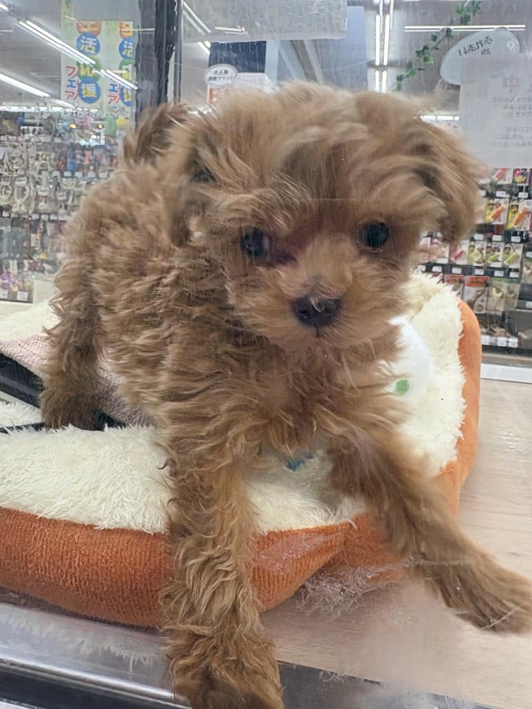 北海道のマルプー(マルチーズ×プードル) (ジャパンペッツトレーディング屯田店/2026年1月8日生まれ/女の子/その他色)の子犬の4枚目の画像