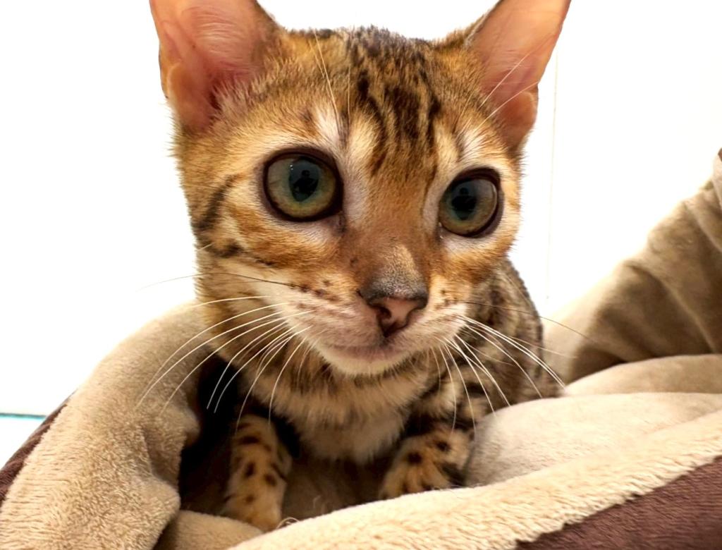 栃木県のベンガル (ペッツワン宇都宮平出店/2026年1月22日生まれ/女の子/ブラウンスポットタビー)の子猫の2枚目の画像