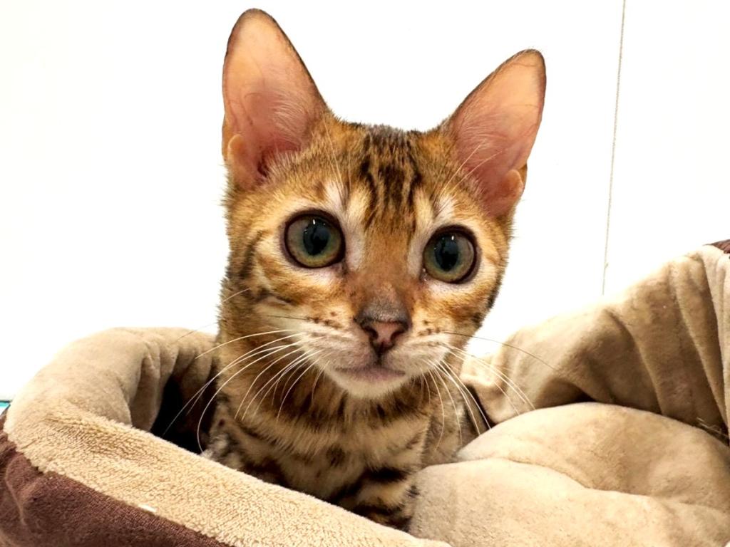 栃木県のベンガル (ペッツワン宇都宮平出店/2026年1月22日生まれ/女の子/ブラウンスポットタビー)の子猫の3枚目の画像