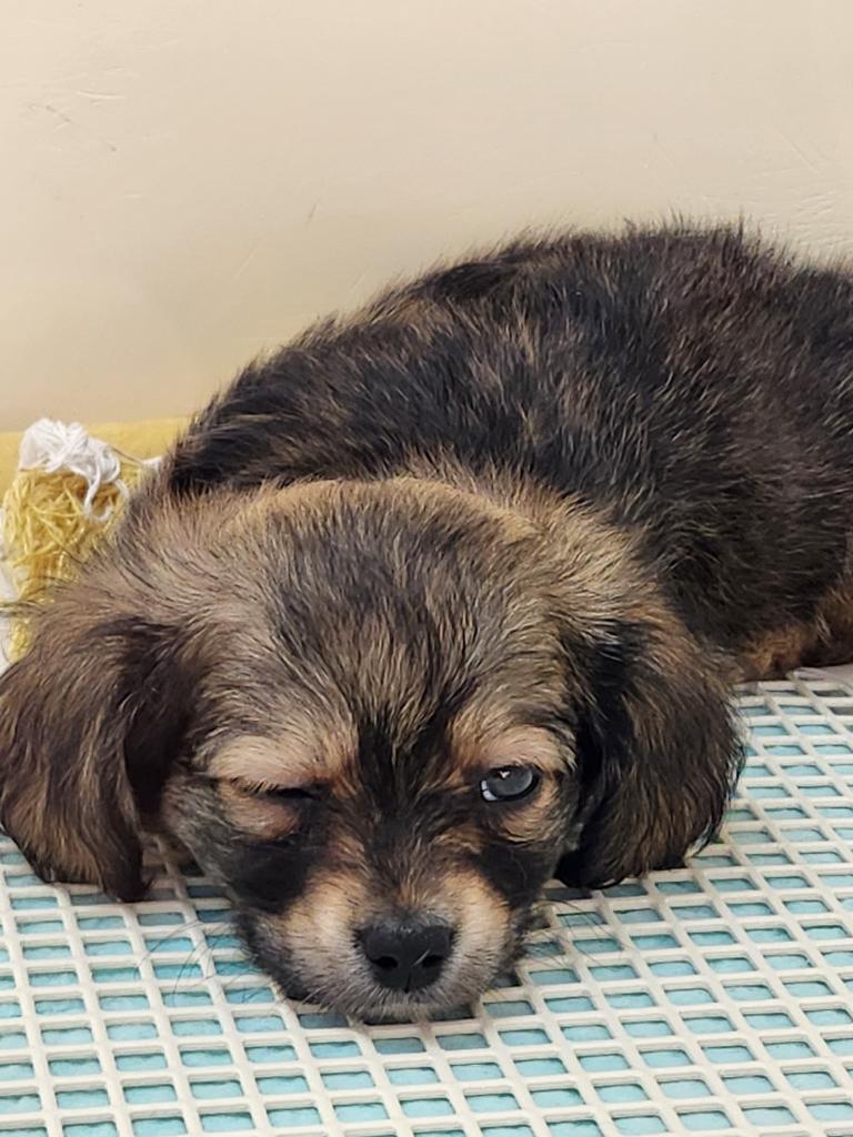 2026年1月25日生まれのチワックス(チワワ×ダックス)