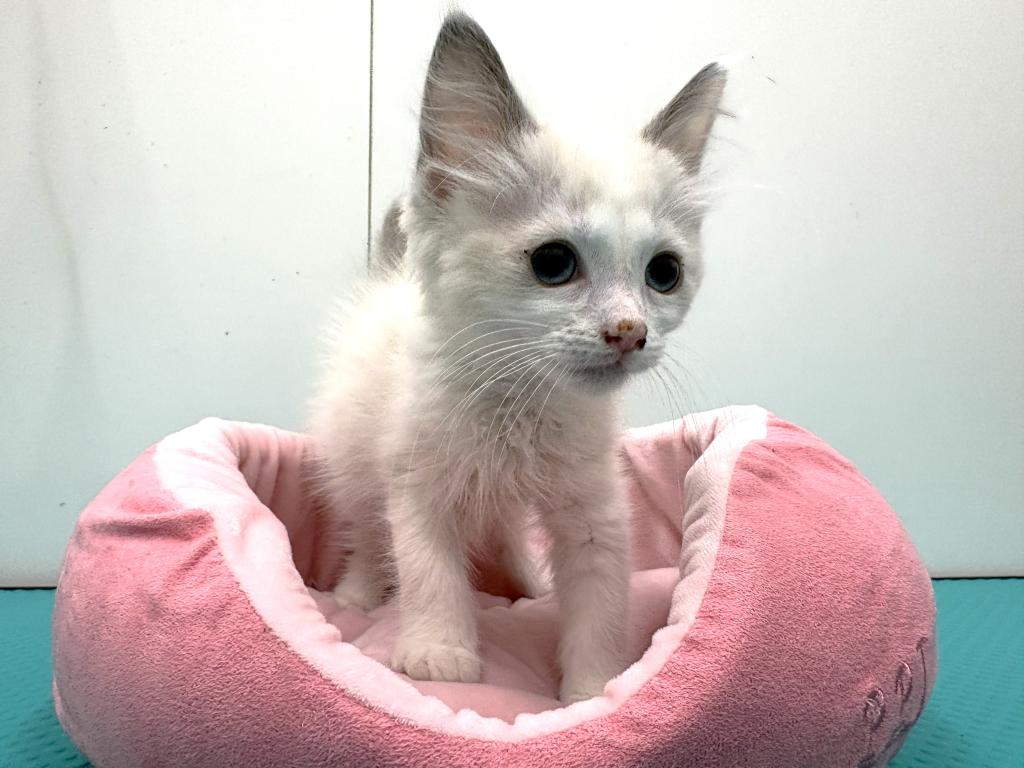 栃木県のラグドール (ペッツワン宇都宮平出店/2026年1月5日生まれ/男の子/ブルーポイントバイカラー)の子猫の1枚目の画像