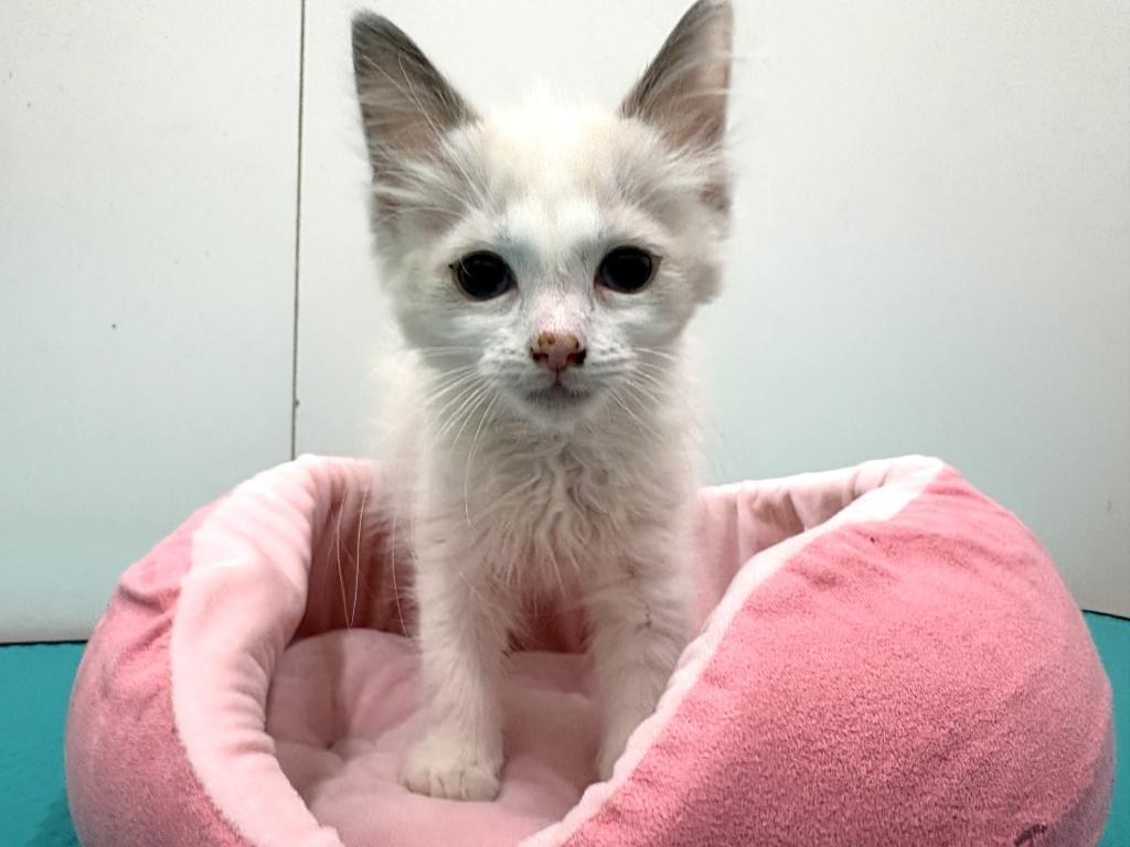 栃木県のラグドール (ペッツワン宇都宮平出店/2026年1月5日生まれ/男の子/ブルーポイントバイカラー)の子猫の2枚目の画像
