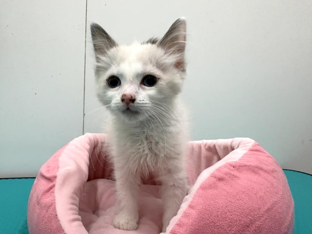 栃木県のラグドール (ペッツワン宇都宮平出店/2026年1月5日生まれ/男の子/ブルーポイントバイカラー)の子猫の3枚目の画像