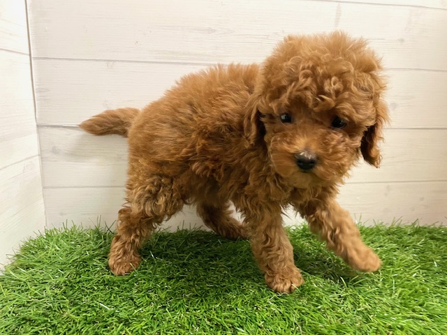 茨城県のトイプードル(トイ) (ペッツワン日立店/2026年1月9日生まれ/女の子/レッド)の子犬の1枚目の画像