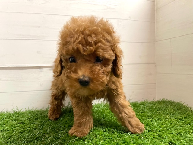 茨城県のトイプードル(トイ) (ペッツワン日立店/2026年1月9日生まれ/女の子/レッド)の子犬の2枚目の画像