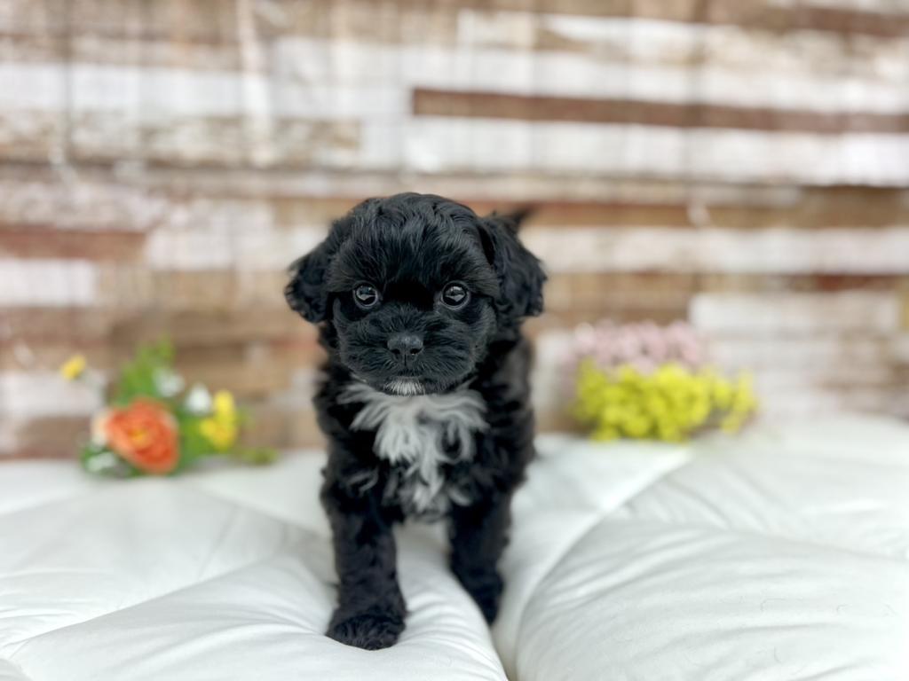 茨城県のマルプー(マルチーズ×プードル) (ペッツワン石岡玉里店/2025年12月27日生まれ/女の子/ブラック)の子犬の2枚目の画像