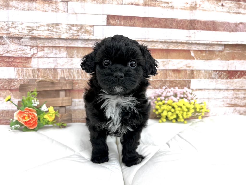 茨城県のマルプー(マルチーズ×プードル) (ペッツワン石岡玉里店/2025年12月27日生まれ/女の子/ブラック)の子犬の3枚目の画像