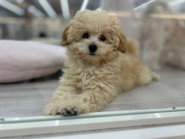 茨城県のトイプードル(トイ) (OneBuddyトモニーつくば店/2026年1月8日生まれ/女の子/クリーム)の子犬