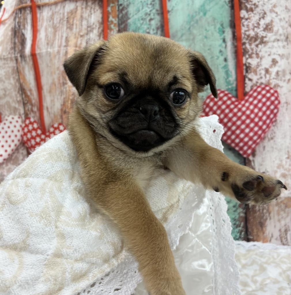 北海道のチワパグ/パグチー(チワワ×パグ) (ジャパンペッツトレーディング伏古店/2026年1月23日生まれ/女の子/フォーン)の子犬の1枚目の画像