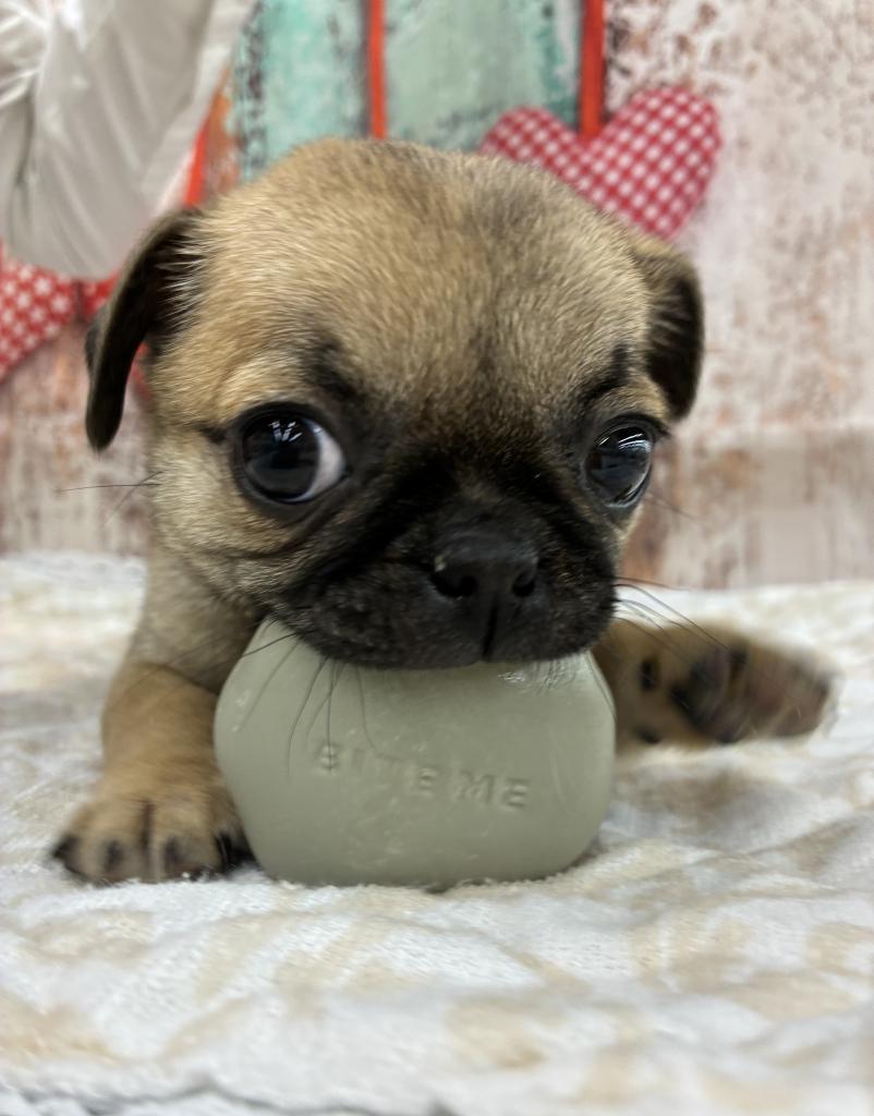 北海道のチワパグ/パグチー(チワワ×パグ) (ジャパンペッツトレーディング伏古店/2026年1月23日生まれ/女の子/フォーン)の子犬の2枚目の画像