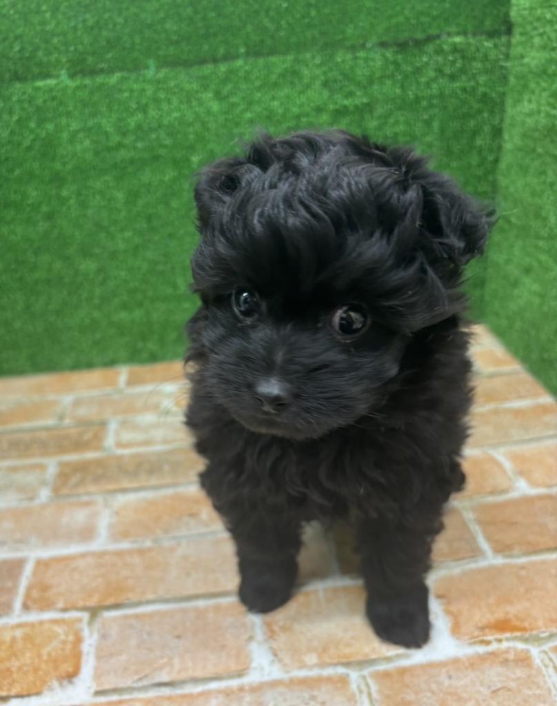 栃木県のポメプー(ポメラニアン×プードル) (ペットアミ鹿沼店/2026年1月15日生まれ/女の子/ブラック)の子犬の1枚目の画像