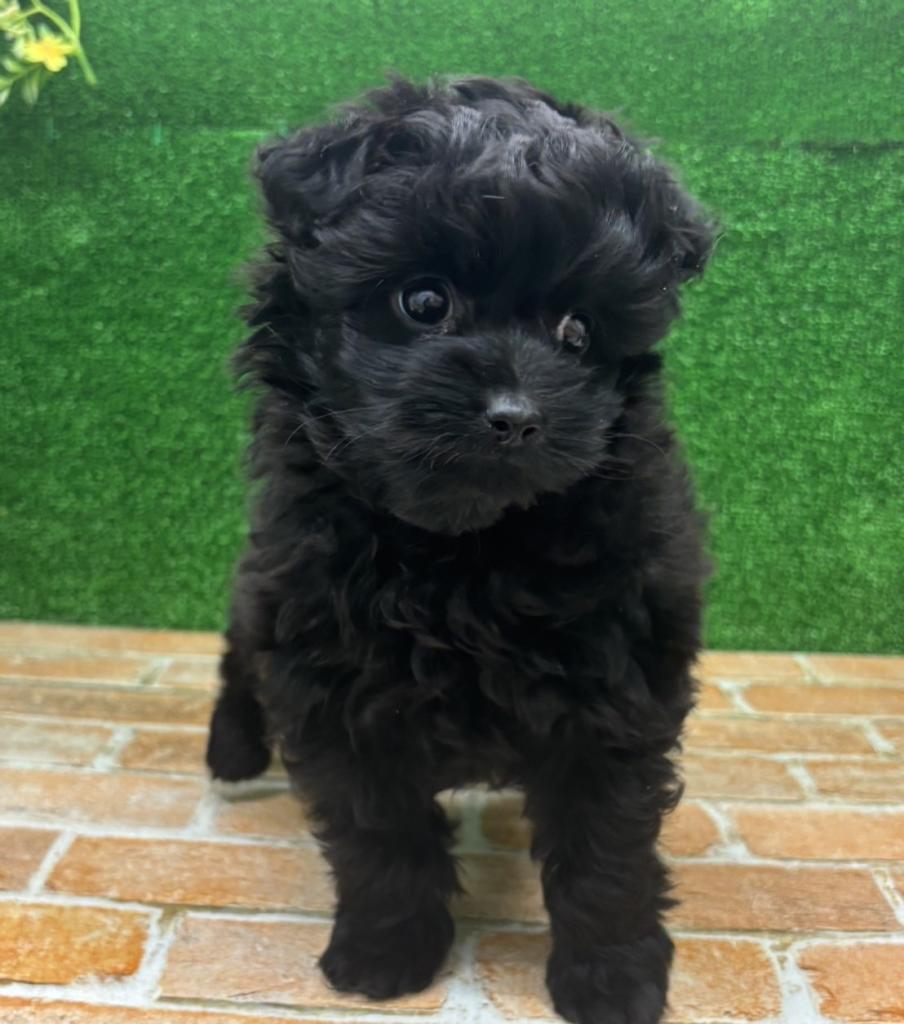 栃木県のポメプー(ポメラニアン×プードル) (ペットアミ鹿沼店/2026年1月15日生まれ/女の子/ブラック)の子犬の2枚目の画像