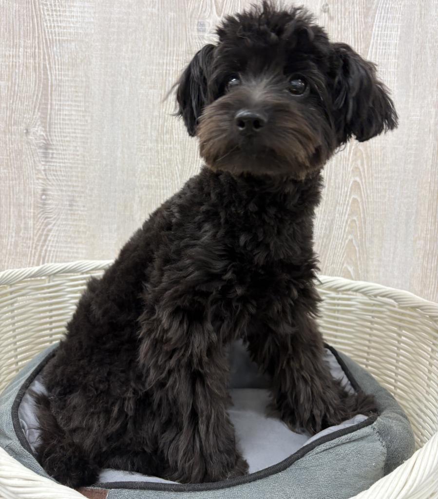 栃木県のハーフ犬・ミックス犬 (OneBuddy宇都宮店/2026年1月15日生まれ/女の子/ブラック)の子犬の2枚目の画像