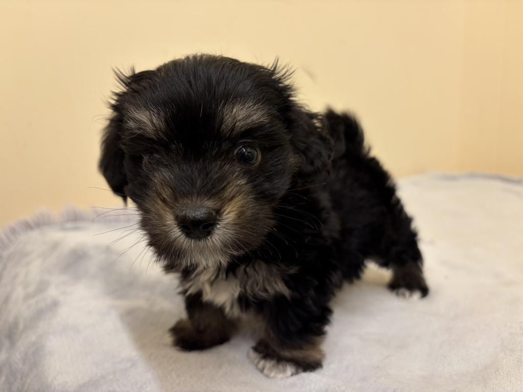 埼玉県のチワックス(チワワ×ダックス) (ペットプラザ越谷大里店/2026年2月7日生まれ/男の子/その他色)の子犬の1枚目の画像