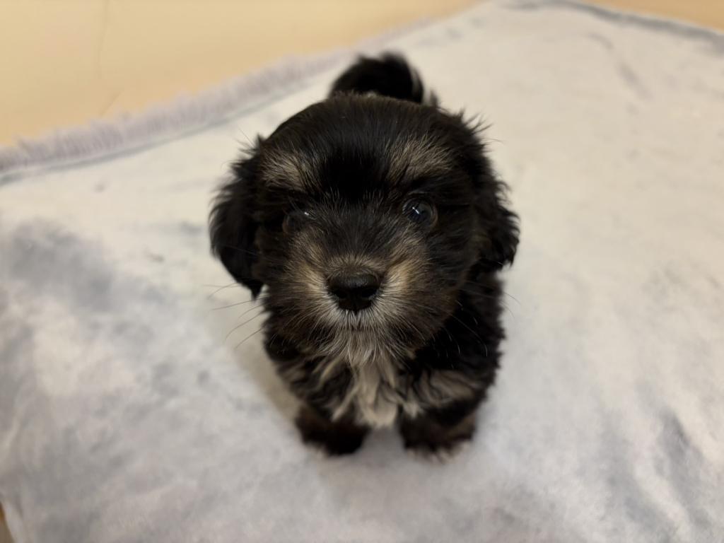 埼玉県のチワックス(チワワ×ダックス) (ペットプラザ越谷大里店/2026年2月7日生まれ/男の子/その他色)の子犬の2枚目の画像