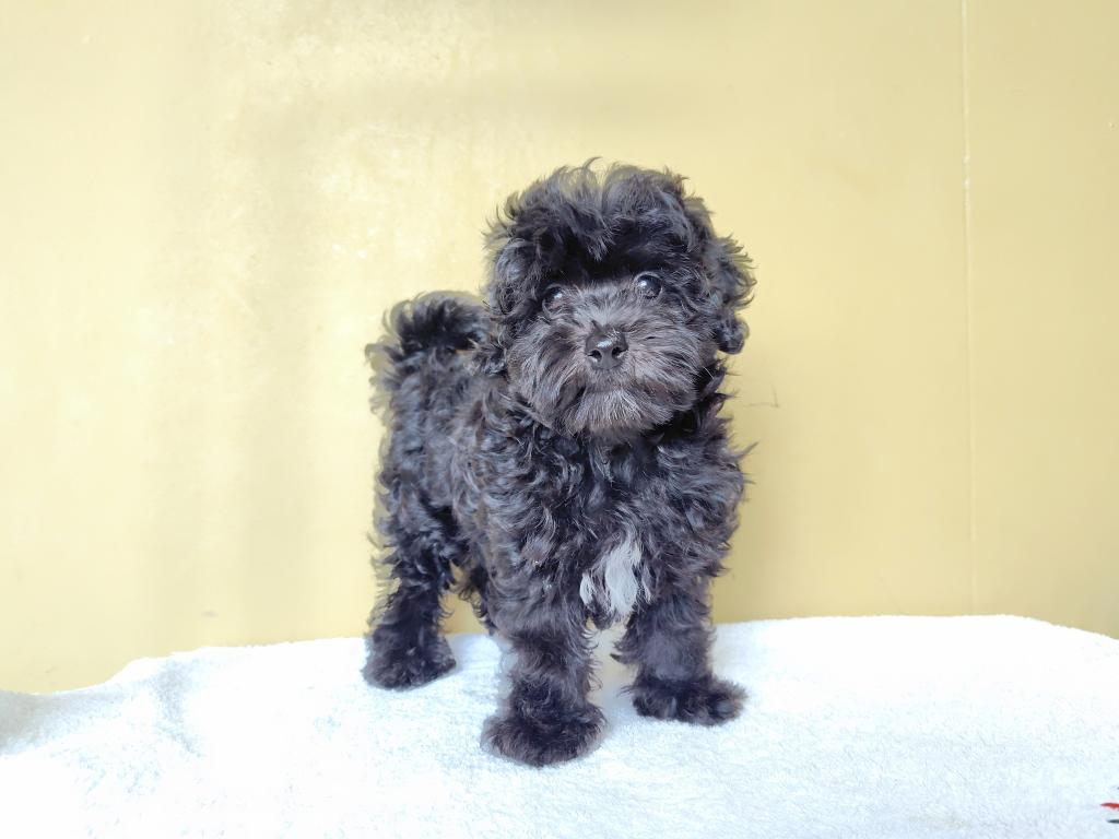 茨城県のマルプー(マルチーズ×プードル) (OneBuddyトモニー水戸店/2026年1月24日生まれ/女の子/ブラック)の子犬