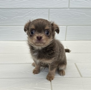 埼玉県のチワワ(ロング) (ペットプラザ草加松原店/2026年2月2日生まれ/男の子/イザベラタン)の子犬の2枚目の画像