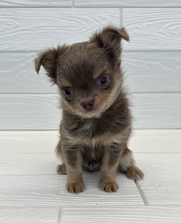 埼玉県のチワワ(ロング) (ペットプラザ草加松原店/2026年2月2日生まれ/男の子/イザベラタン)の子犬の3枚目の画像