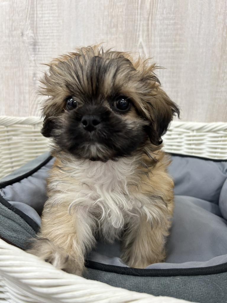 2026年2月1日生まれのプーズー/プーシーズ(プードル×シーズー)