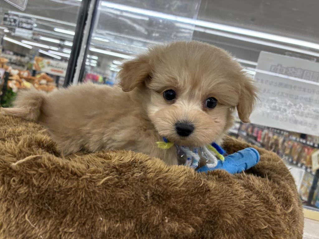 2025年12月20日生まれのポメプー(ポメラニアン×プードル)