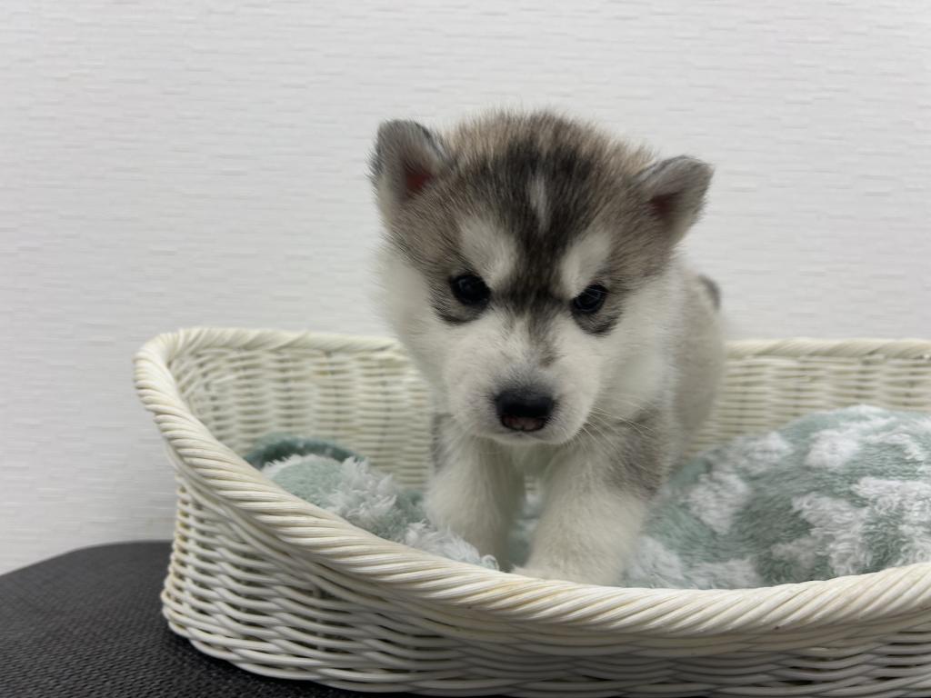 埼玉県のシベリアンハスキー (OneBuddy宮代店/2026年2月1日生まれ/女の子/シルバーホワイト)の子犬
