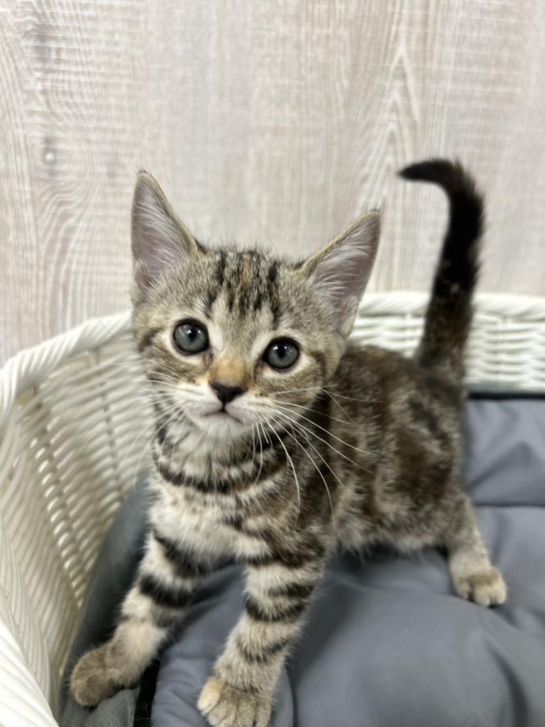 栃木県のアメリカンショートヘアー (OneBuddy宇都宮店/2026年1月31日生まれ/女の子/ブラウンパッチドタビー)の子猫