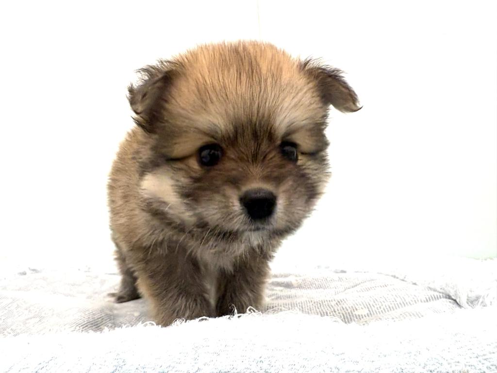 栃木県のポメチワ/チワポメ/ポメチー(ポメラニアン×チワワ) (ペッツワン宇都宮平出店/2026年1月29日生まれ/男の子/レッド)の子犬の2枚目の画像