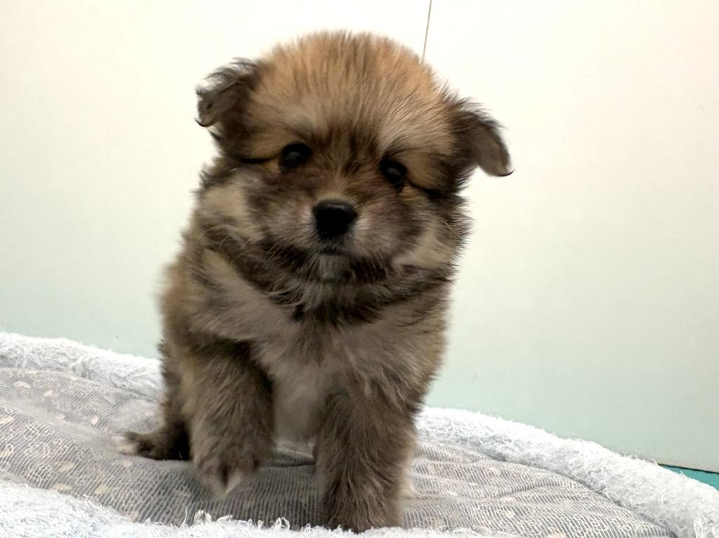 栃木県のポメチワ/チワポメ/ポメチー(ポメラニアン×チワワ) (ペッツワン宇都宮平出店/2026年1月29日生まれ/男の子/レッド)の子犬の1枚目の画像