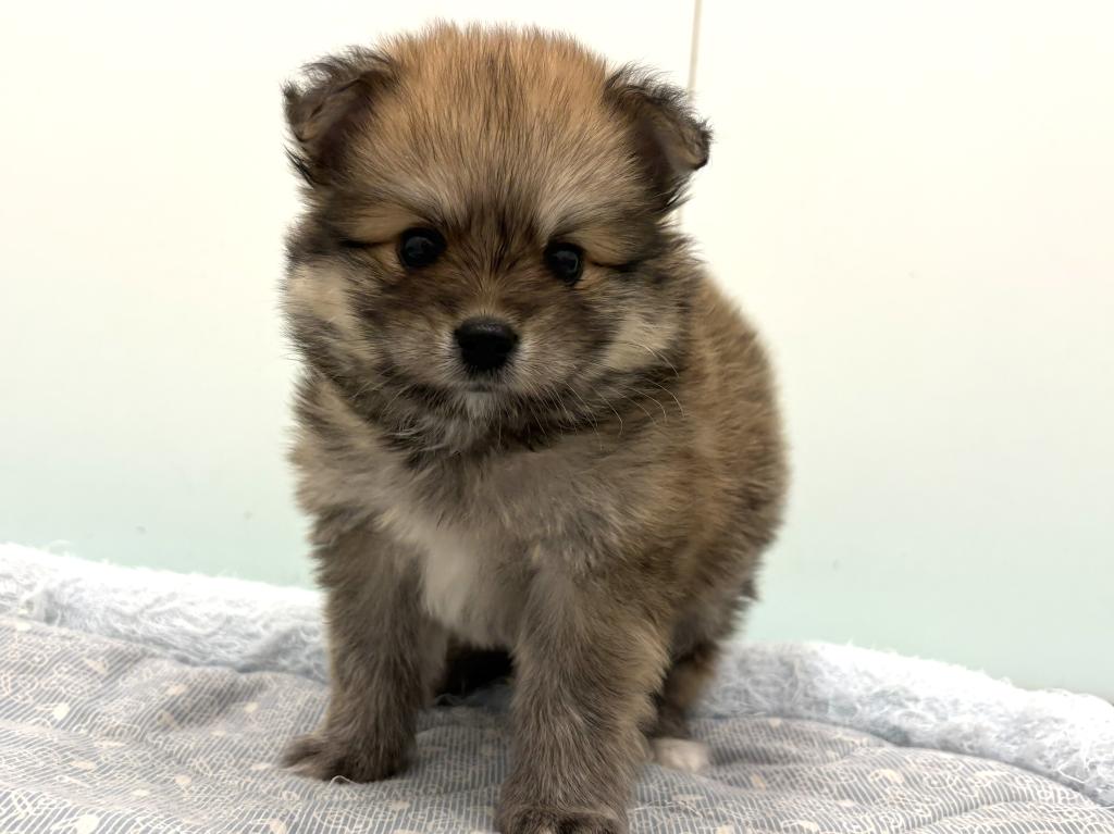 栃木県のポメチワ/チワポメ/ポメチー(ポメラニアン×チワワ) (ペッツワン宇都宮平出店/2026年1月29日生まれ/男の子/レッド)の子犬の3枚目の画像