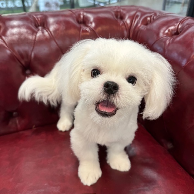 茨城県のハーフ犬・ミックス犬 (OneBuddy佐原東店/2026年1月31日生まれ/男の子/ホワイト)の子犬の1枚目の画像