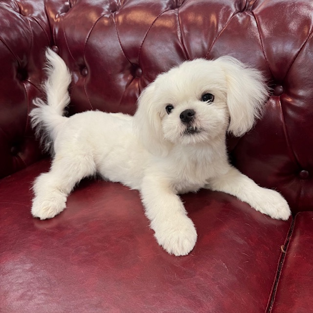 茨城県のハーフ犬・ミックス犬 (OneBuddy佐原東店/2026年1月31日生まれ/男の子/ホワイト)の子犬の2枚目の画像