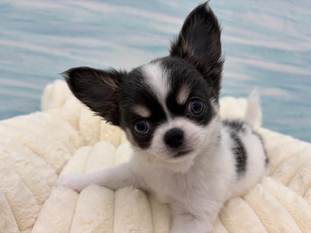 茨城県のチワワ(ロング) (OneBuddy水戸南店/2026年1月29日生まれ/女の子/ホワイトブルータン)の子犬の2枚目の画像