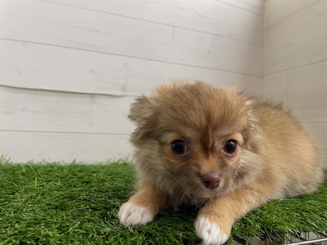 茨城県のチワワ(ロング) (ペッツワン日立店/2025年12月25日生まれ/女の子/チョコレートフォーン)の子犬の1枚目の画像