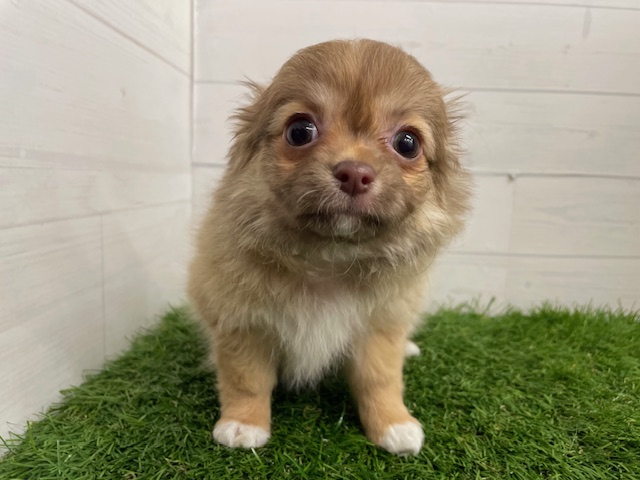 茨城県のチワワ(ロング) (ペッツワン日立店/2025年12月25日生まれ/女の子/チョコレートフォーン)の子犬の2枚目の画像