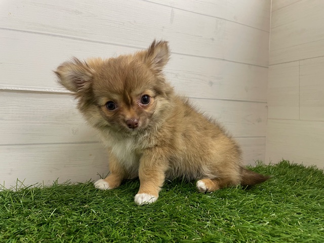 茨城県のチワワ(ロング) (ペッツワン日立店/2025年12月25日生まれ/女の子/チョコレートフォーン)の子犬の3枚目の画像