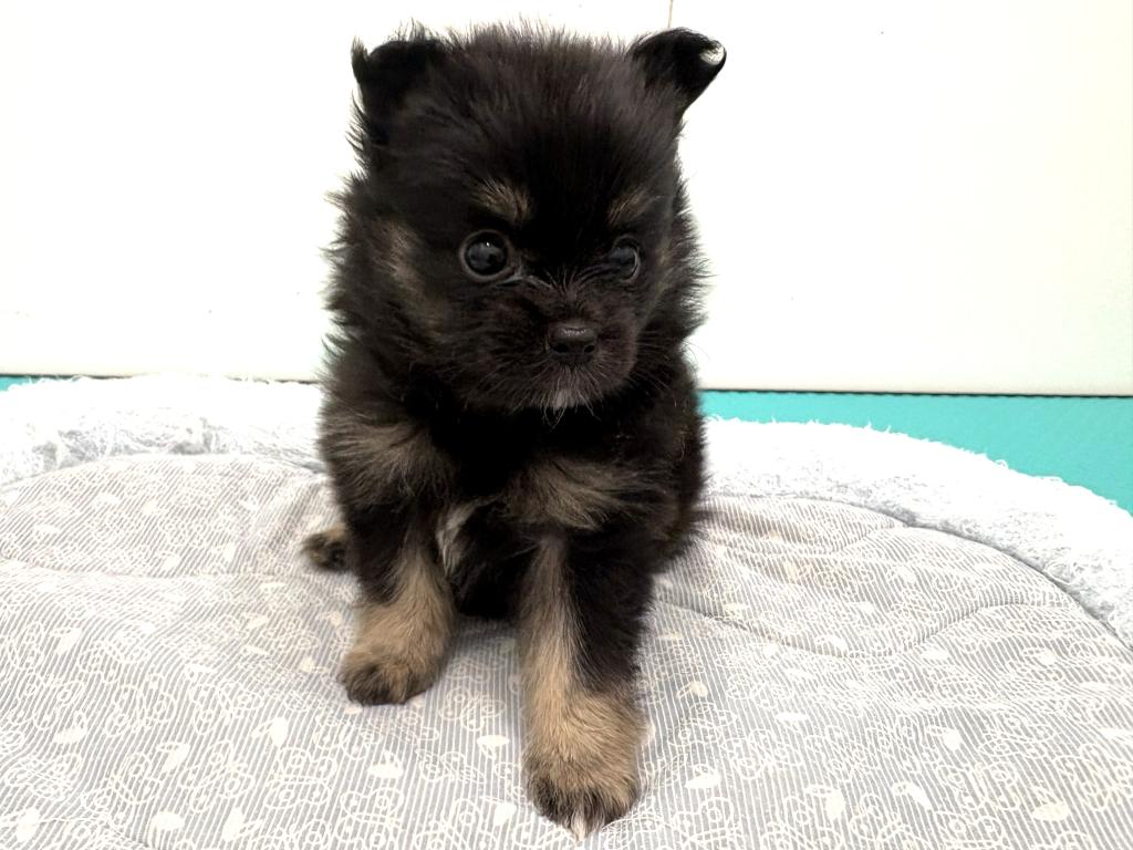 栃木県のポメチワ/チワポメ/ポメチー(ポメラニアン×チワワ) (ペッツワン宇都宮平出店/2026年1月29日生まれ/女の子/ブラックタン)の子犬の2枚目の画像