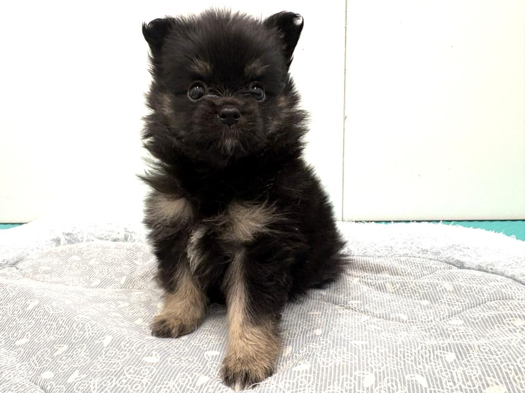 栃木県のポメチワ/チワポメ/ポメチー(ポメラニアン×チワワ) (ペッツワン宇都宮平出店/2026年1月29日生まれ/女の子/ブラックタン)の子犬の1枚目の画像